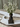 Array Astilbe Bush, Cream