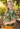Olive Garden Floral Top